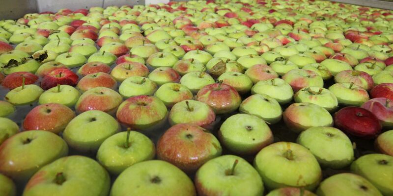 Apples being cleaned floating in watter