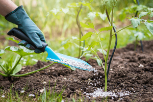 Granjero agregando fertilizante a una planta de tomate joven