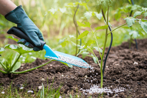 Farmer giving fertilizer to young tomato