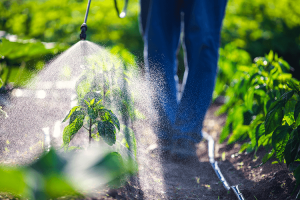 Farmer Spraying Vegetables