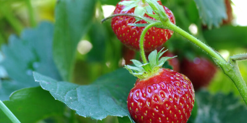 strawberries growing on vine